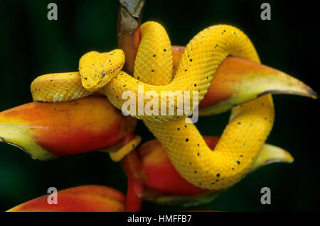Eyelash viper (Bothriechis schlegelii) on heliconia, Costa Rica Stock Photo