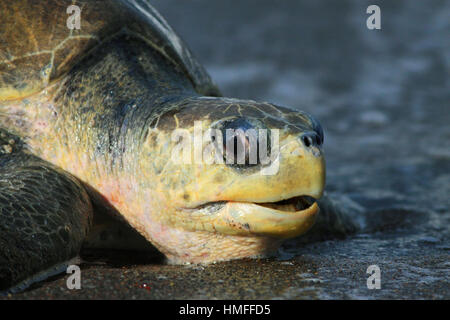 Female Olive Ridley Turtle (Lepidochelys olivacea) emerging from ocean to lay eggs during the arribada. Ostional Wildlife Refuge, Guanacaste, Costa Ri Stock Photo