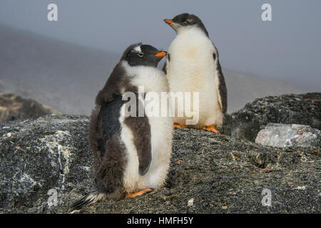 Long-tailed gentoo penguins (Pygoscelis papua), Gourdin Island, Antarctica, Polar Regions Stock Photo