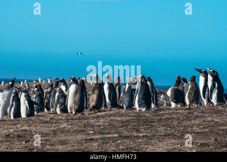 Long-tailed gentoo penguin colony (Pygoscelis papua), Saunders Island, Falklands, South America Stock Photo