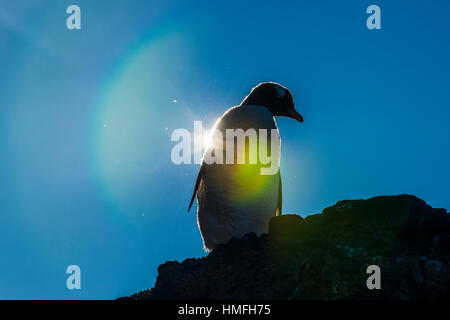 Gentoo penguin (Pygoscelis papua) in backlight, Brown Bluff, Antarctica, Polar Regions Stock Photo