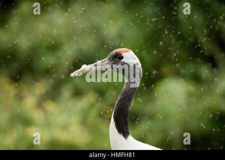 Red crowned crane (Japanese crane) (Grus Japonensis), United Kingdom Stock Photo