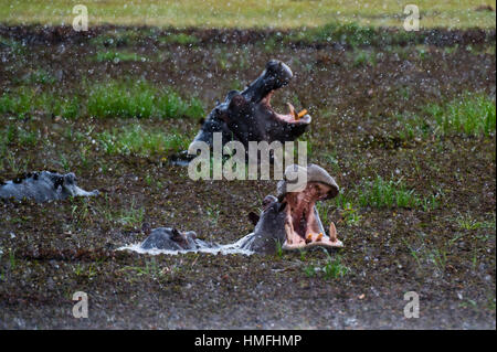 Hippopotamus threat-yawning in the Khwai River under the rain, Khwai Concession, Okavango Delta, Botswana Stock Photo