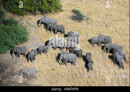 Aerial view of African elephants (Loxodonta africana), Okavango Delta, Botswana Stock Photo