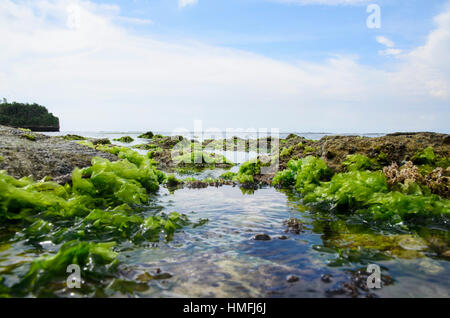 Moss On the Rock with strong water wave at Low Tide Beach in Bali. Stock Photo