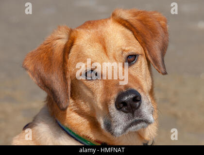 Handsome mixed breed red brown dog with soulful eyes looking at camera with headtilt neutral background close up headshot Stock Photo