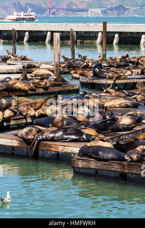 Seals and Sea Lions basking in sun in San Francisco Stock Photo
