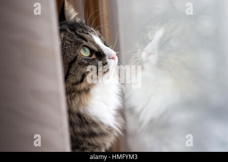 cat looks out the window. Beautiful cat sitting on a windowsill and looking to the window Stock Photo