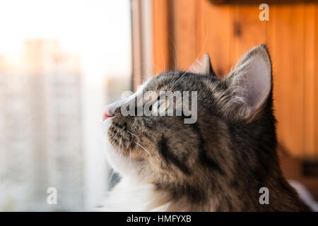 cat looks out the window. Beautiful cat sitting on a windowsill and looking to the window Stock Photo