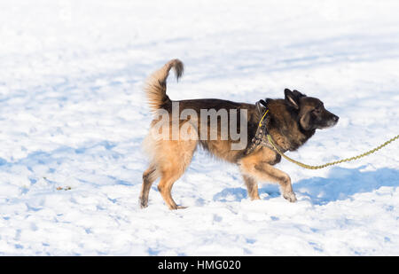 mixed breed german sheperd in snow Stock Photo