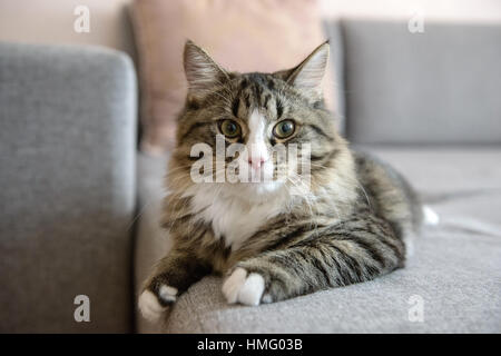 cat lying on the couch. Cat relaxing on the couch Stock Photo