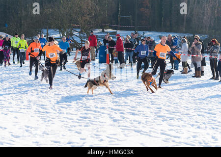 OLDENZAAL, NETHERLANDS - JANUARY 22, 2017: Start of a canicross running in a snow white landscape Stock Photo