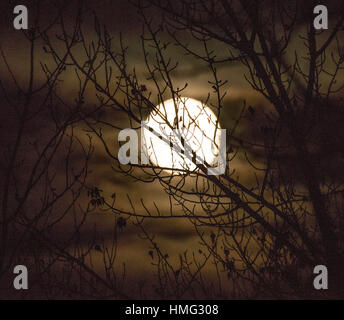 Full Moon peaking through tree limbs in the winter, Idaho, USA Stock Photo