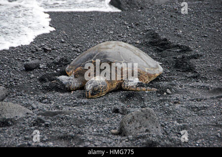 Sea turtles (Chelonioidea), sometimes called marine turtles, are reptiles of the order Testudines. Stock Photo