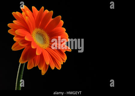 orange daisy flower on black Stock Photo