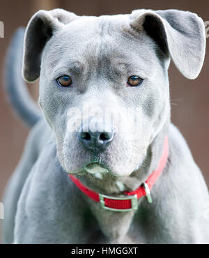 silver blue fawn pitbull