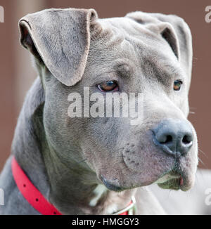 Stunning handsome beautiful silver grey pit bull terrier dog with red collar Stock Photo