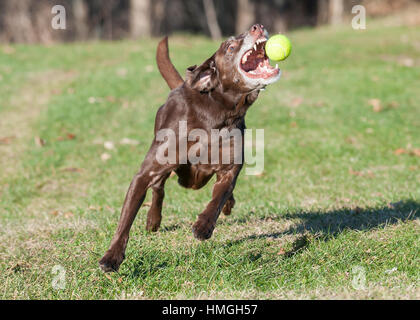 Playful chocolate lab senior dog action photo running towards camera and about to catch tennis ball with open mouth and teeth showing Stock Photo