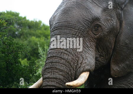Text book of zoology. Zoology. 5] 2 Vertehrata. domesticated : the African  Elephant {E. africanvs), with fewer, thicker plates; and very large ears.  The extinct forms are numerous. The M a m m o t h (^.
