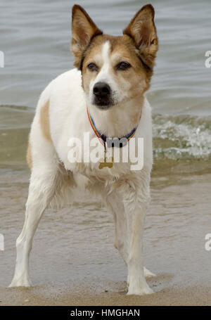 Adorable three legged medium white and brown dog at beach in water. Stock Photo