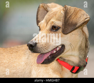 adorable brown medium dog close up headshot looking to the side with floppy ears mouth open smiling brown kind eyes with red collar and widow's peak Stock Photo