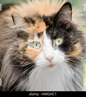 Stunning beautiful long haired calico close up headshot looking at camera yellow eyes Stock Photo
