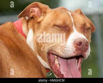 Brown and white pitbull rescue shelter dog making funny face with eyes closed and mouth open Stock Photo