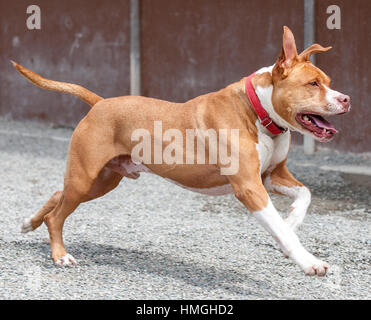 Brown and white pitbull mixed shelter rescue dog action running Stock Photo