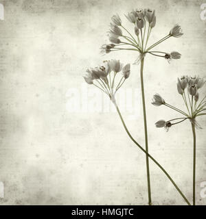 textured old paper background with rosy garlic flowers Stock Photo