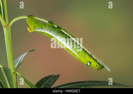 Oleanderschwärmer, Oleander-Schwärmer, Raupe frisst an Oleander, Daphnis nerii, Deilephila nerii, oleander hawk-moth, oleander hawkmoth, army green mo Stock Photo