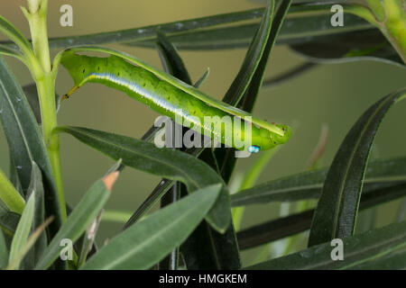 Oleanderschwärmer, Oleander-Schwärmer, Raupe frisst an Oleander, Daphnis nerii, Deilephila nerii, oleander hawk-moth, oleander hawkmoth, army green mo Stock Photo