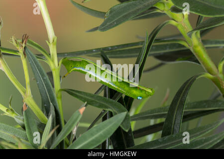 Oleanderschwärmer, Oleander-Schwärmer, Raupe frisst an Oleander, Daphnis nerii, Deilephila nerii, oleander hawk-moth, oleander hawkmoth, army green mo Stock Photo