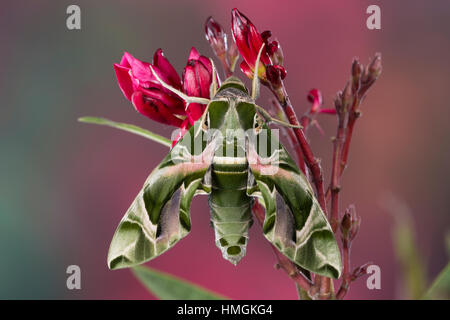 Oleanderschwärmer, Oleander-Schwärmer, Daphnis nerii, Deilephila nerii, oleander hawk-moth, oleander hawkmoth, army green moth, Le Sphinx du laurier-r Stock Photo