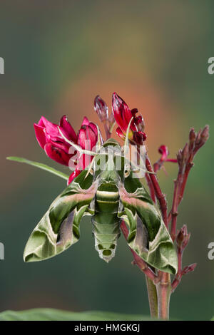 Oleanderschwärmer, Oleander-Schwärmer, Daphnis nerii, Deilephila nerii, oleander hawk-moth, oleander hawkmoth, army green moth, Le Sphinx du laurier-r Stock Photo