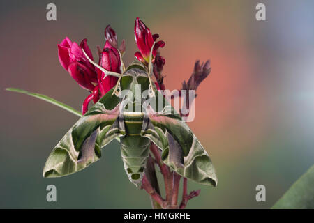 Oleanderschwärmer, Oleander-Schwärmer, Daphnis nerii, Deilephila nerii, oleander hawk-moth, oleander hawkmoth, army green moth, Le Sphinx du laurier-r Stock Photo