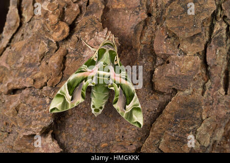 Oleanderschwärmer, Oleander-Schwärmer, Daphnis nerii, Deilephila nerii, oleander hawk-moth, oleander hawkmoth, army green moth, Le Sphinx du laurier-r Stock Photo