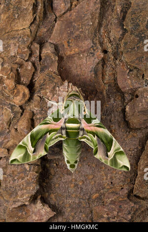 Oleanderschwärmer, Oleander-Schwärmer, Daphnis nerii, Deilephila nerii, oleander hawk-moth, oleander hawkmoth, army green moth, Le Sphinx du laurier-r Stock Photo