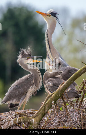 Adult Grey Heron (Ardea cinera) at the nest with two chics Stock Photo