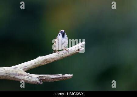 Adult male Eurasian Tree Sparrow (Passer montanus) perching on a branch Stock Photo