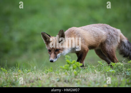 Red fox in the wild nature, blurred background. European Red Fox.