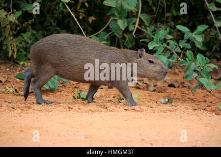 Capybara, (Hydrochoerus hydrochaeris), young on shore alert, Pantanal ...