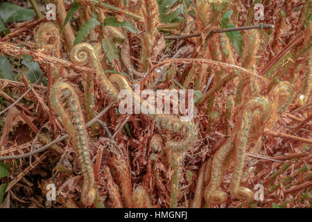 Young, golden-hued fiddlehead fronds emerge from a sword fern in spring. Stock Photo