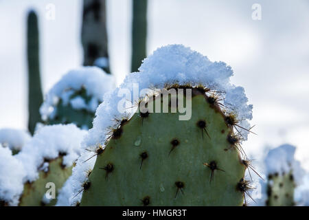 Snow perches like a crown on the spines of a prickly pear cactus in the Sonoran Desert near Tucson, Arizona. Stock Photo