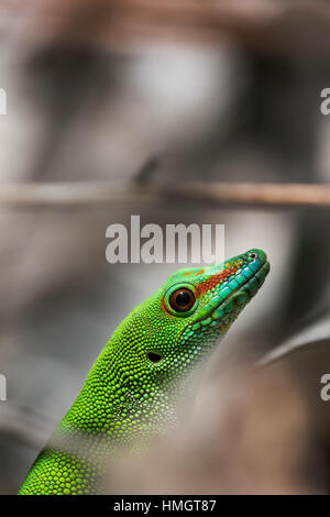 Madagascar, Antsiranana, Nosy Hara, Nosy Hara National Park. Madagascar day gecko. Stock Photo