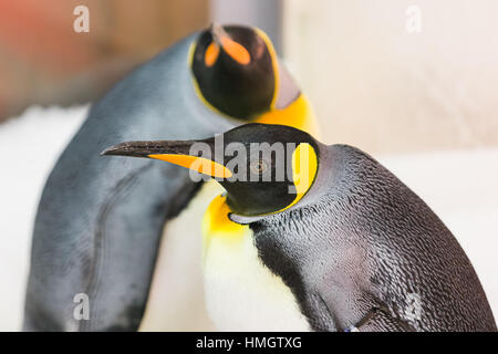 Melbourne, Australia. 3rd February 2017. Melbourne Sea Life Aquarium celebrates the arrival of the first King Penguin Chicks for 2017, cementing their breeding program as one of the worlds most successful. Credit: Dave Hewison Sports/Alamy Live News Stock Photo