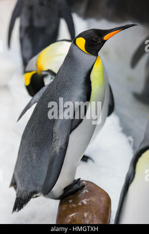 Melbourne, Australia. 3rd February 2017. Melbourne Sea Life Aquarium celebrates the arrival of the first King Penguin Chicks for 2017, cementing their breeding program as one of the worlds most successful. Credit: Dave Hewison Sports/Alamy Live News Stock Photo