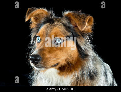 Gorgeous blue eyed Australian Shepherd Shepard tri-color Aussie merle close up headshot portrait floppy ears black backdrop Stock Photo