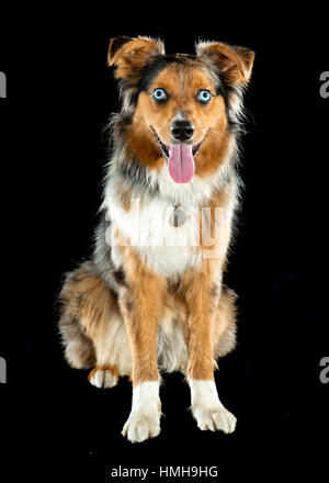 Gorgeous blue eyed Autralian Shepard tri-color Aussie merle sitting facing camera, looking at camera, tongue out, floppy ears in front of black backdr Stock Photo