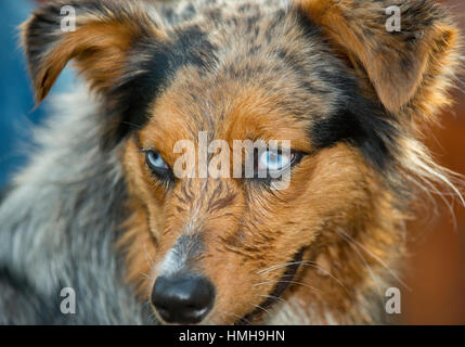 Gorgeous blue eyed Australian Shepherd Shepard tri-color Aussie merle with wet face close up floppy ears looking off to one side Stock Photo