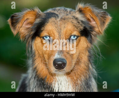 Gorgeous blue eyed Australian Shepherd Shepard tri-color Aussie merle with wet face, floppy ears and funny expression Stock Photo